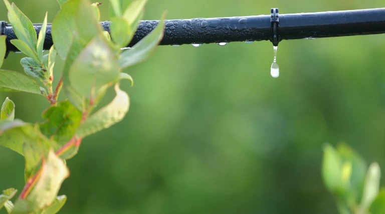 kropla wody na gałęzi